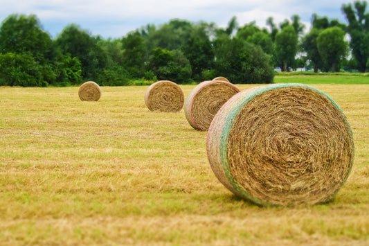 Preparing for the Harvest