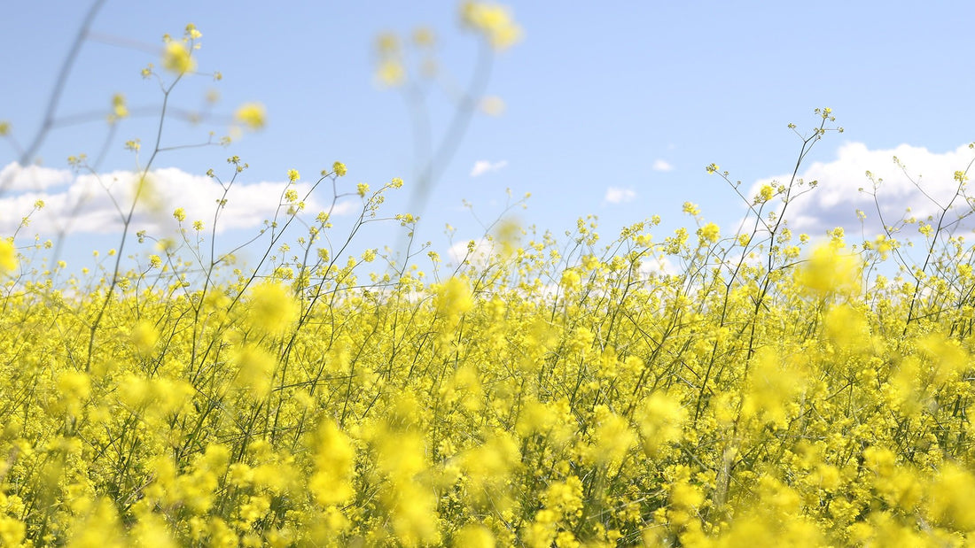 Eight Ways Farmers Can Prepare For Spring